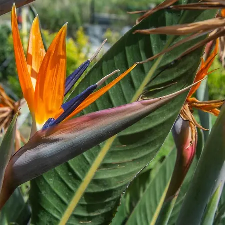 度假居 Casa Yucca Forio di Ischia